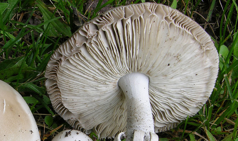 A. lividopallescens ss Boudier con Zygomycetes.